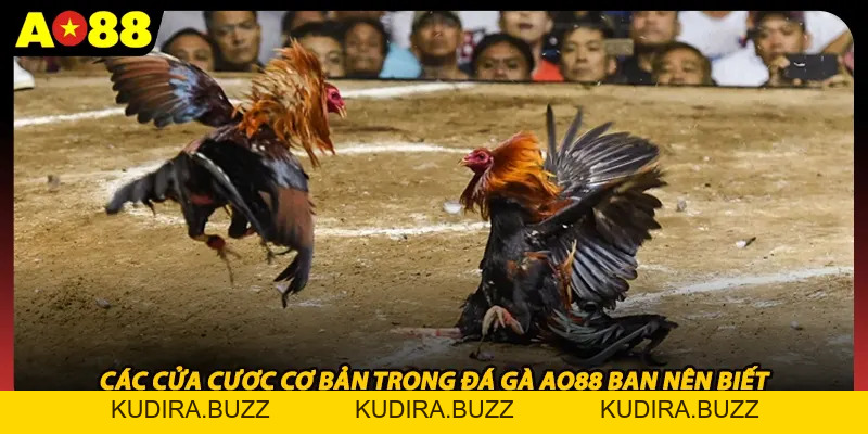 Đá Gà Ao88 - Sảnh Cược Trực Tiếp Kịch Tính Và Uy Tín - Kudira
