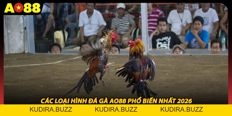 Đá Gà Ao88 - Sảnh Cược Trực Tiếp Kịch Tính Và Uy Tín - Kudira