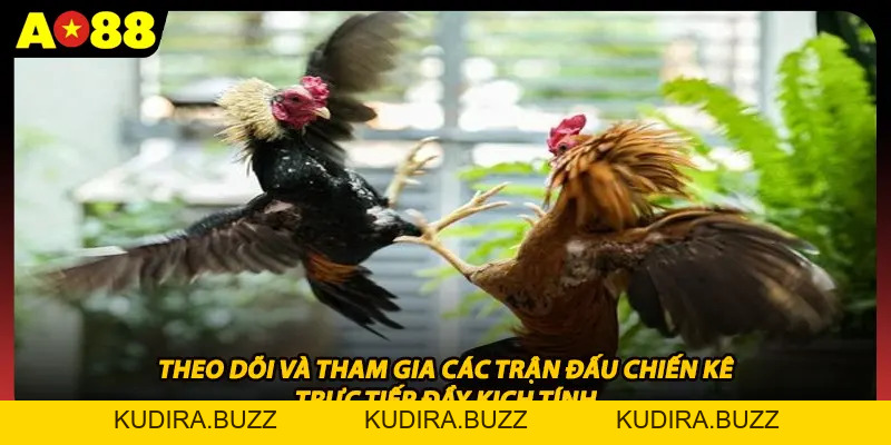 Đá Gà Ao88 - Sảnh Cược Trực Tiếp Kịch Tính Và Uy Tín - Kudira